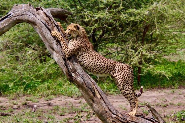 Stretching Leopard