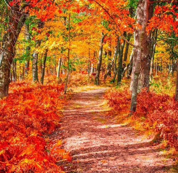 Fall Photography