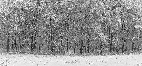 Winter Photography