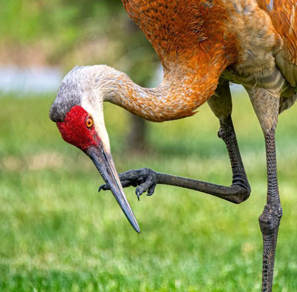 Birds