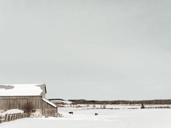 Cows in Winter 2021