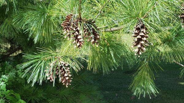 White  Pine  Christmas