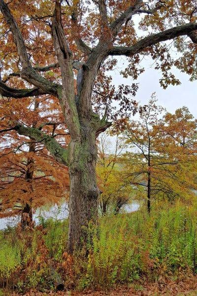Twisted Branch
