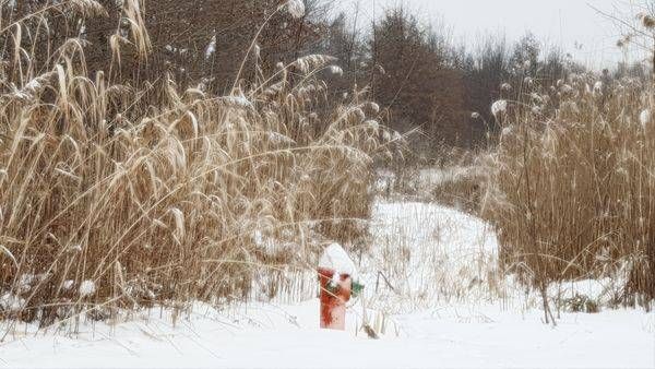 Tall Grass Rescue
