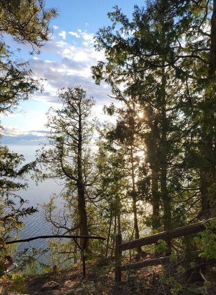 Sunburst Through The Trees
