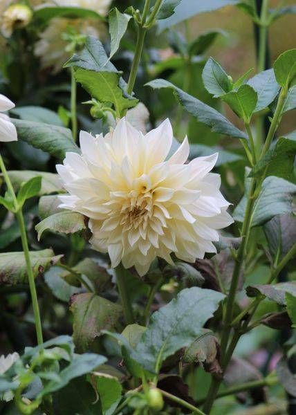 Storybook Dahlia White