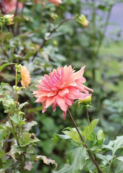 Storybook Dahlia Peach