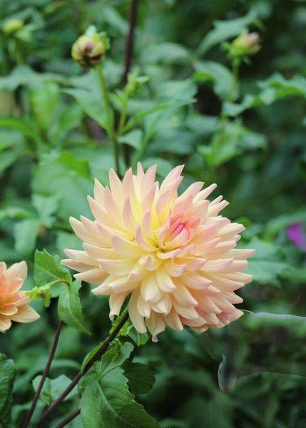 Storybook Dahlia Pink Dip