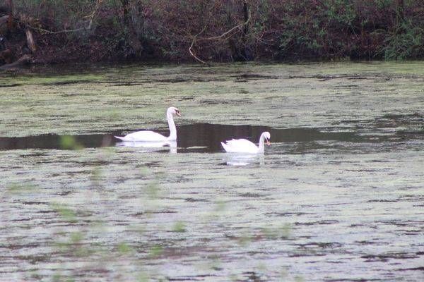 Swans on Painted Pond