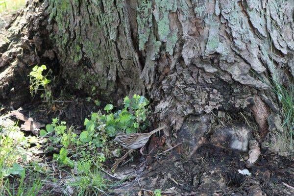 Song Sparrow Camouflage