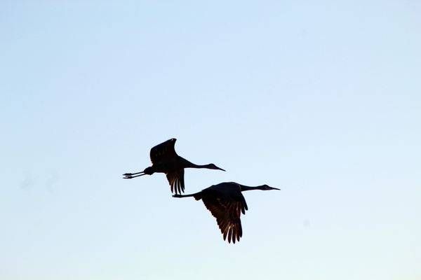Sandhill Crane Silhouettes