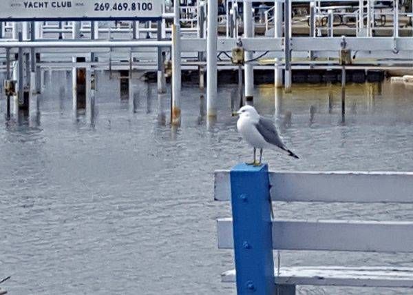 Yacht Club Gull
