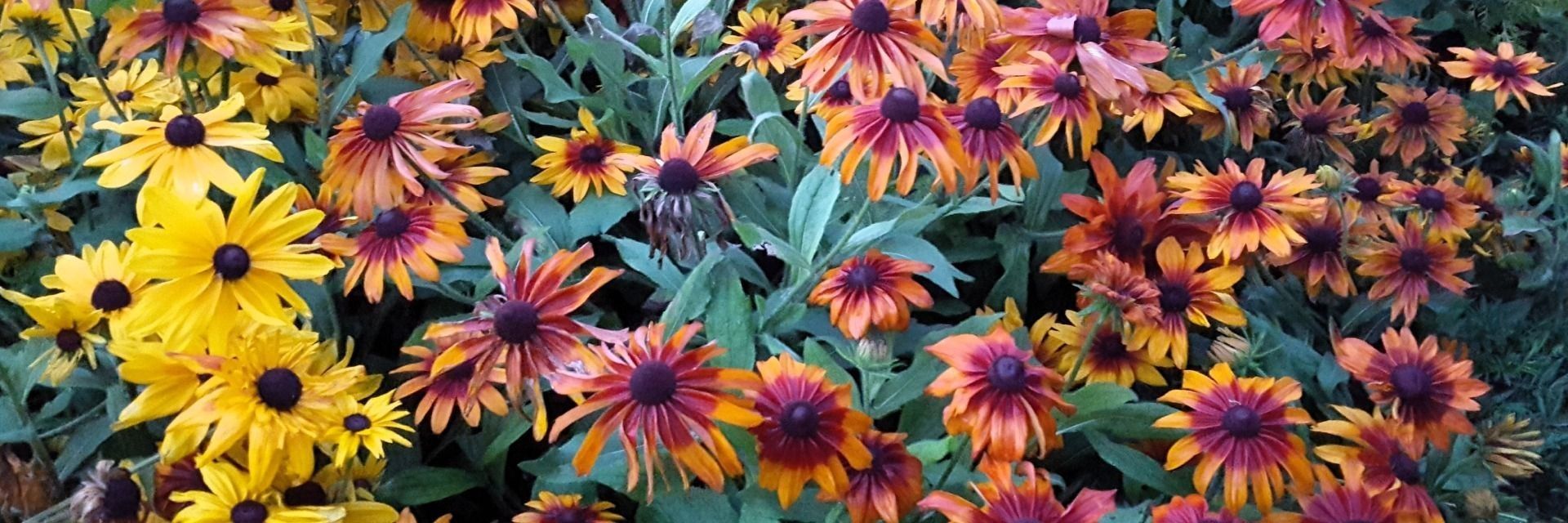 
        <div class='title'>
          Yellow and Orange Black Eyed Susans
        </div>
       