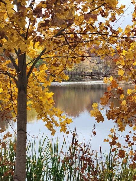 Bridge View