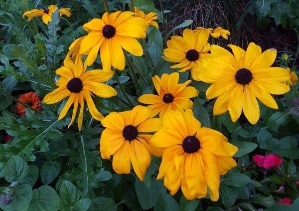 Black-Eyed Susans Crop