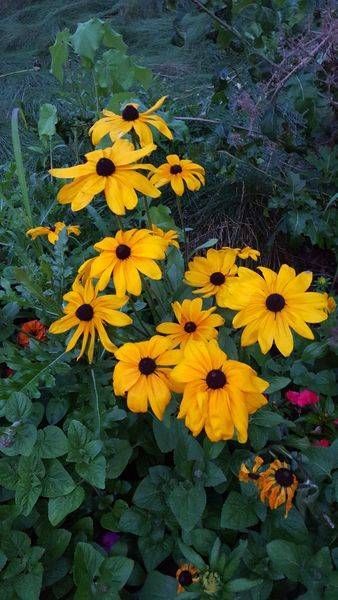 Black-Eyed Susans