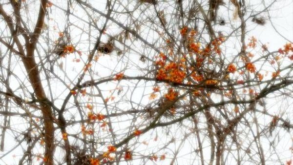 Bittersweet Winter