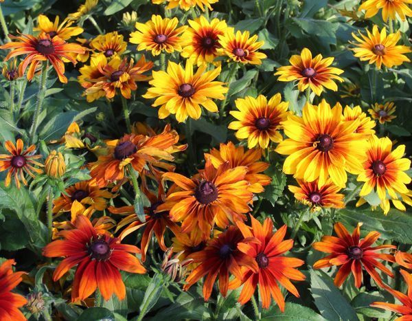Flora Flowers