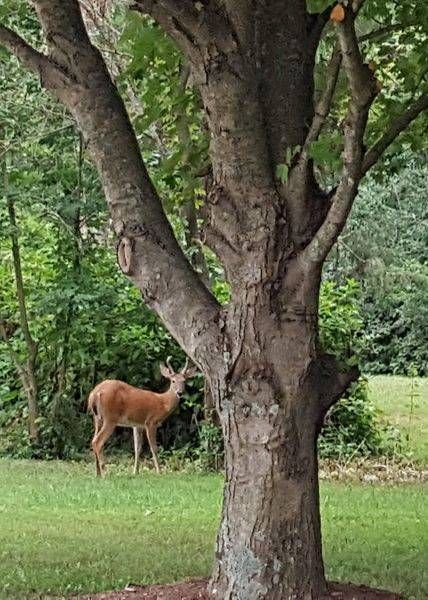 Oh Deer