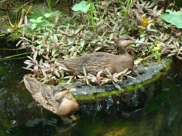 Mottled Ducks