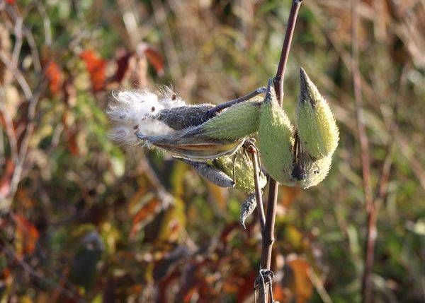 Milkweed Magic