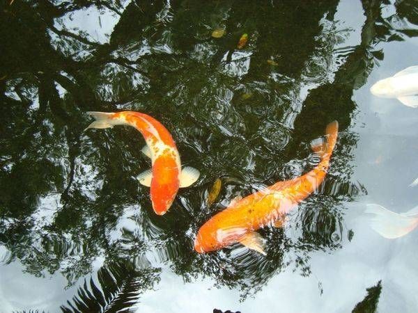 Koi Reflections