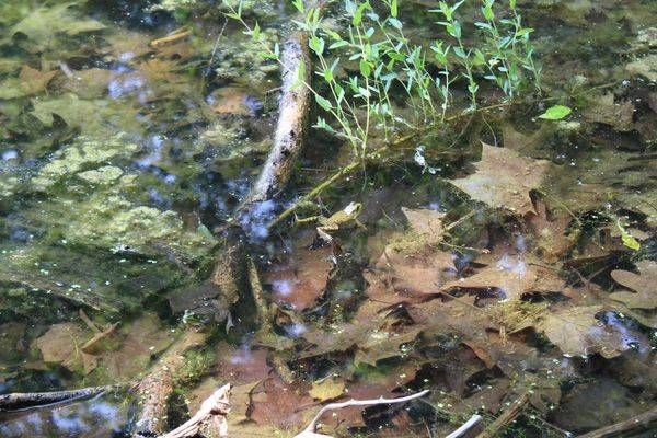 How Many Frogs