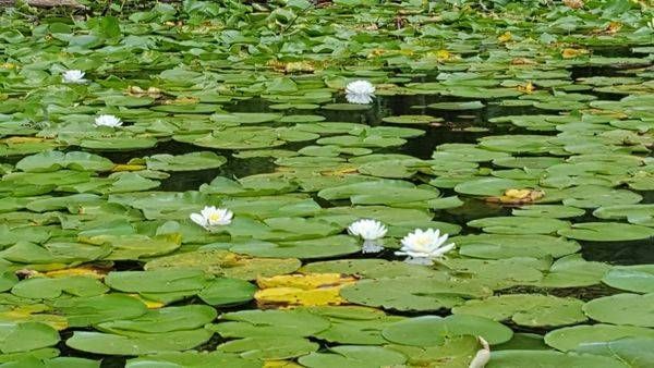 Homage to Monet