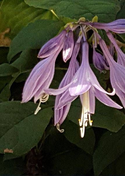 Hosta Curtsy