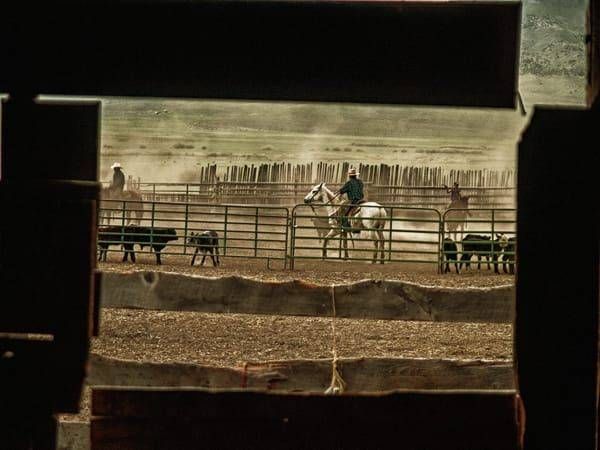 Cattle Photography Art | Henk Bleeker Fine Art Photography