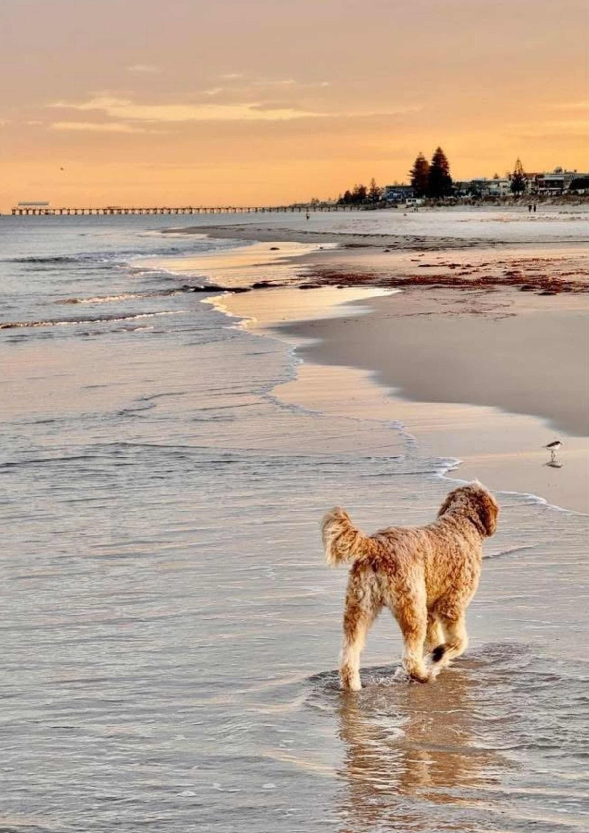Alfie at West Beach