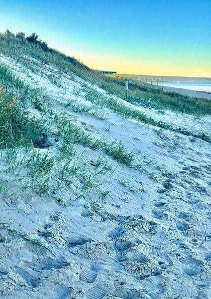 Wild Green Snad Scrub Lands Photography Art | Goodwin Creative Designs