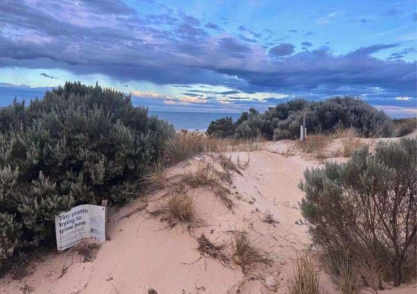 Big Blue Skies Coastal Scrub Dunes Photography Art | Goodwin Creative Designs