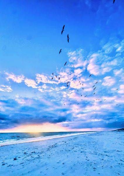 Blue Hour Bloom Photography Art | Goodwin Creative Designs