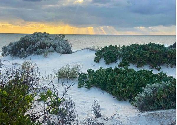 Coastal Scrub Vegetation Photography Art | Goodwin Creative Designs