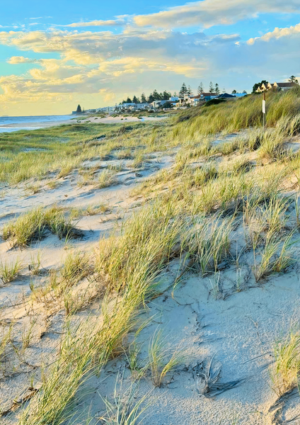 Dune Scrub By The  Sea Photography Art | Goodwin Creative Designs