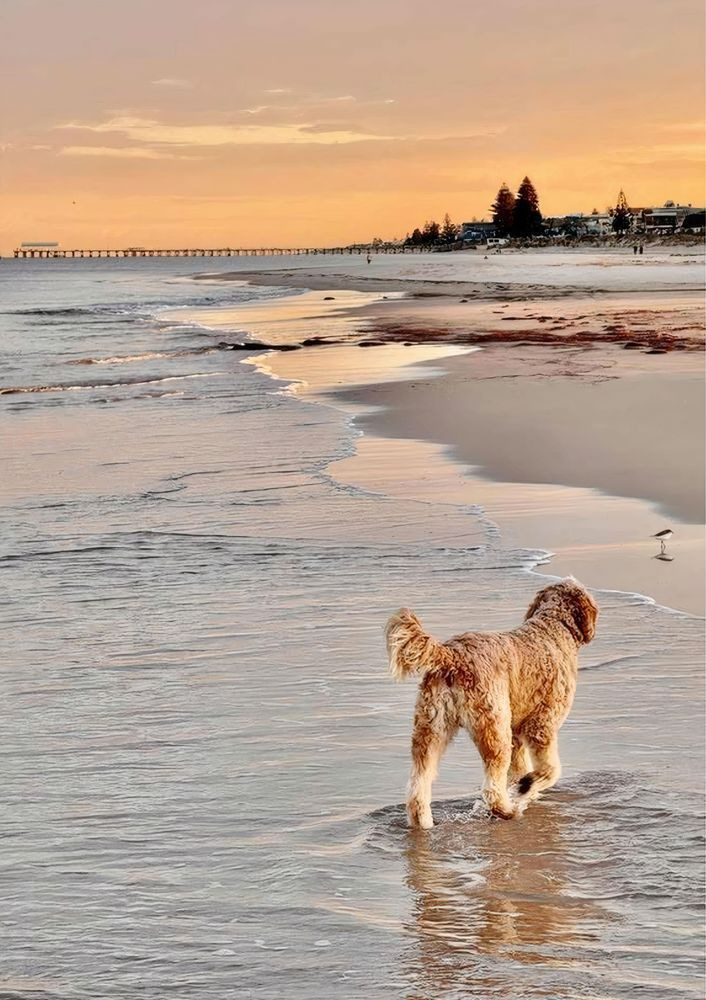Dog Days Photography Art | Goodwin Creative Designs
