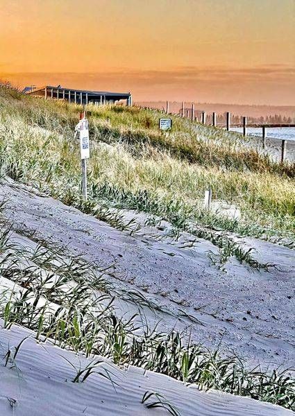 A Grassy Green Dune Photography Art | Goodwin Creative Designs