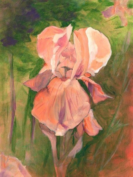 Salmon Iris Art | SRGartist