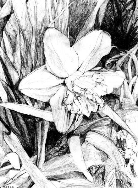 Evening Daffodil Art | SRGartist