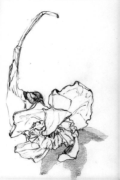 Resting Daffodil Art | SRGartist