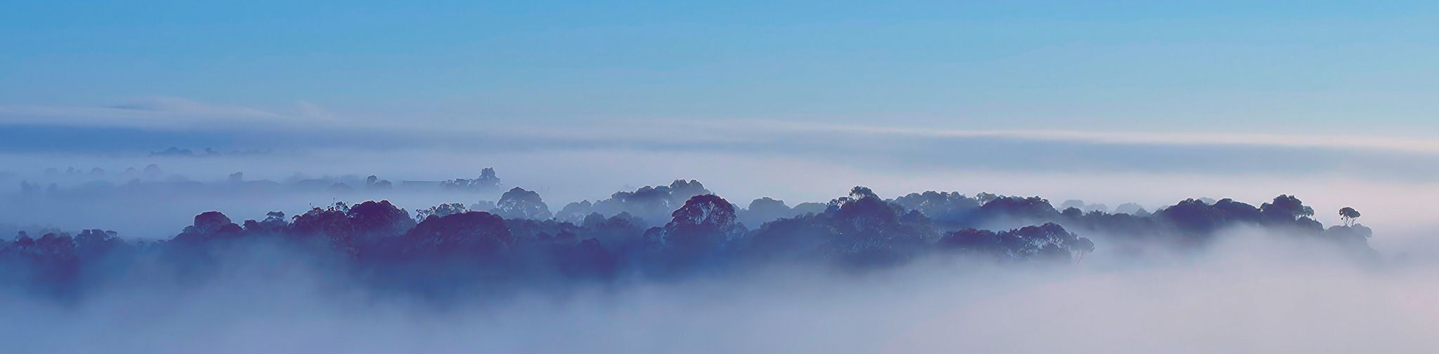 
        <div class='title'>
          Misty Morning 3
        </div>
       