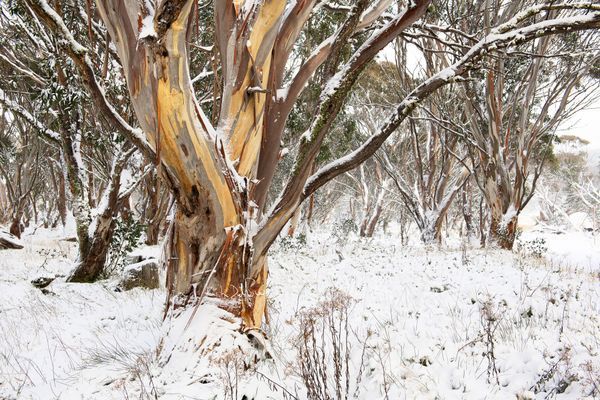 Snow Landscape
