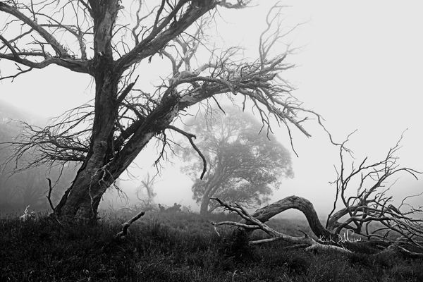 Misty Landscape