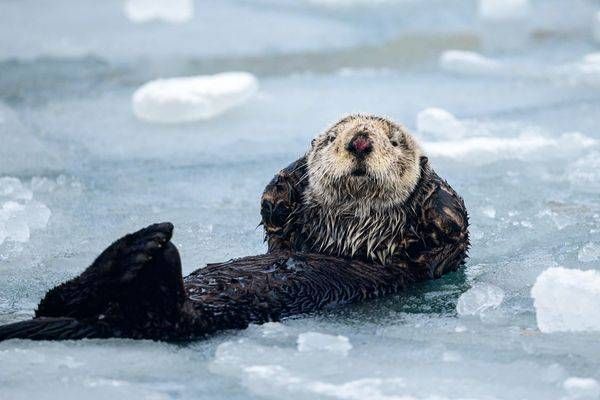Wildlife