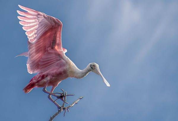 BIRDS AND WILDLIFE