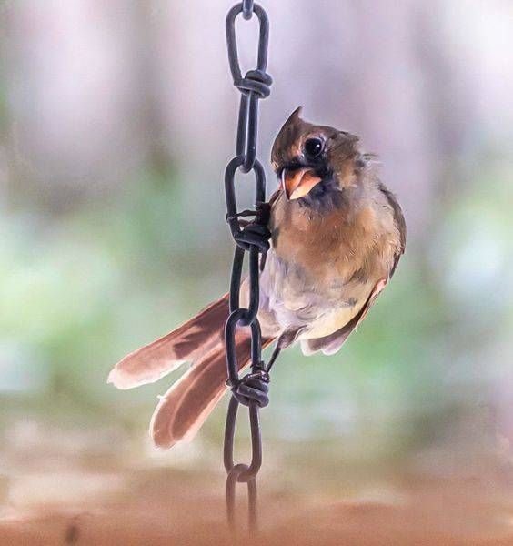 Birds