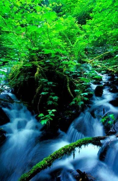 Tom Creek, Hoh Rainforest, Olympic