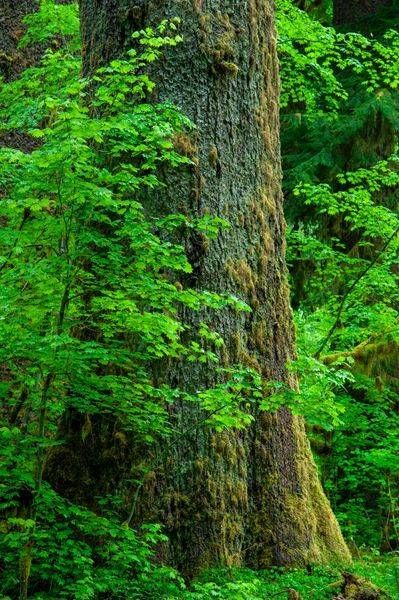 Hoh Rainforest, Trees Olympic