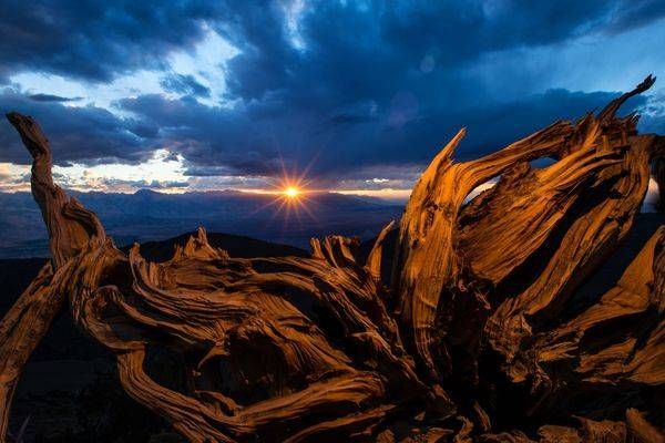 Tree Trunk Sunset, White Mountains-, CA